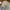 Polo Ralph Lauren Minimalist Casual Formal Shirt Pria Cream