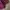 HUF Streetwear Skater Hoody Pria burgundy photo 3