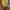 Dickies Streetwear Sweater Pria yellow photo 4