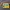 Dickies Streetwear Sweater Pria Yellow