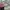 Burberry Luxury Polo shirt Pria multicolor photo 4