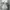 Lolita Coquette Corset Wanita white photo 1