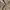 Minimalist Casual pants Pria tan photo 5