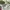 Japanese brand Vintage Luxury Pria white green photo 4