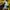 Reebok Vintage Sportswear Windbreaker Pria yellow photo 5