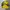 Reebok Vintage Sportswear Windbreaker Pria yellow photo 1