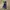 Dickies Casual Casual pants Pria navy blue photo 4