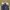 Dickies Casual Casual pants Pria navy blue photo 3