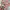 Coquette Hair accessory Wanita pink cream photo 3