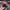 MLB Casual Hat Wanita multicolor photo 4