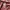 Carhartt Streetwear Minimalist T-shirt Pria burgundy photo 4