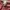 Carhartt Streetwear Minimalist T-shirt Pria burgundy photo 5