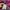 Montbell Casual Track jacket Pria purple photo 5