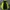 GAP Gorpcore Puffer jacket Pria green photo 5