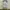 Earth, Music & Ecology Casual Casual dress Wanita white tan photo 3