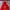 Dickies Cosplay Hoody Pria Red