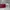 House Of LittleBunny Casual Shoulder Bag Wanita Red