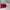 House Of LittleBunny Casual Shoulder bag Wanita red photo 2