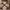Off-White Casual T-shirt Pria Tan