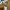 Carhartt Streetwear Casual Sweatshirt Pria brown photo 3