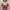 Coquette Prom dress Wanita red pink photo 3