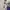 Sean John Luxury Hoody Pria white photo 6