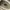 VANS Streetwear Skater Sneakers Pria cream photo 6