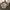 VANS Streetwear Skater Sneakers Pria Cream