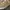 VANS Streetwear Skater Sneakers Pria cream photo 5