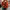 Sportswear Casual Windbreaker Pria orange photo 1