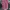 The North Face Gorpcore Casual T-shirt Wanita pink photo 1