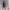 Japanese brand Vintage Fairy Skirt Wanita brown photo 5