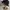 Adidas Sportswear Casual Hat Pria black photo 5