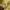 PALACE Biker Casual Hoody Pria yellow photo 6
