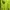 Casual Hoody Pria Green