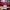 Nike Casual Jersey Pria burgundy photo 4