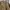 Dickies Casual Formal shirt Pria brown photo 4