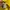 Ellesse Casual Harrington jacket Pria yellow photo 8