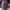 The North Face Luxury Sportswear Backpack Wanita purple pink photo 1