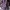 The North Face Luxury Sportswear Backpack Wanita purple pink photo 2