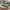 Nike Sportswear Sneakers Pria tan gray photo 4