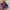 Adidas Streetwear Sportswear Sneakers Wanita purple white photo 5