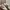 Adidas Streetwear Sneakers Pria red khaki photo 2