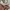 Adidas Streetwear Sneakers Pria red khaki photo 4