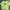 Casual T-shirt Pria Green