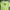 Casual T-shirt Pria Green