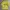 Spao Casual T-shirt Pria Yellow