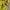 Spao Casual T-shirt Pria yellow photo 5