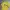 Spao Casual T-shirt Pria Yellow