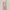 Axes Femme Fairy Coquette Midi dress Wanita pink photo 4